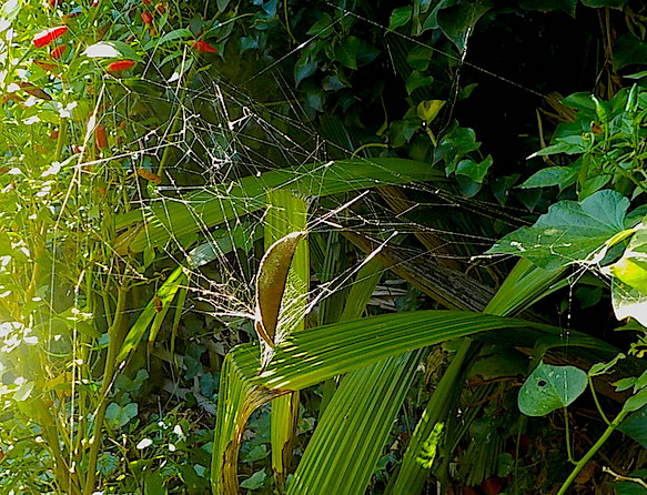 leaf curling spider web...