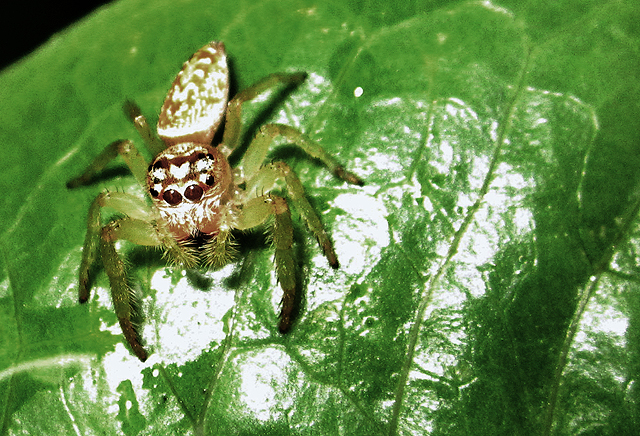 small jumping spider