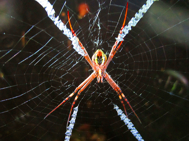 St Andrew&#039;s cross spider underbelly