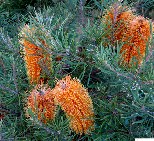 orangebrush