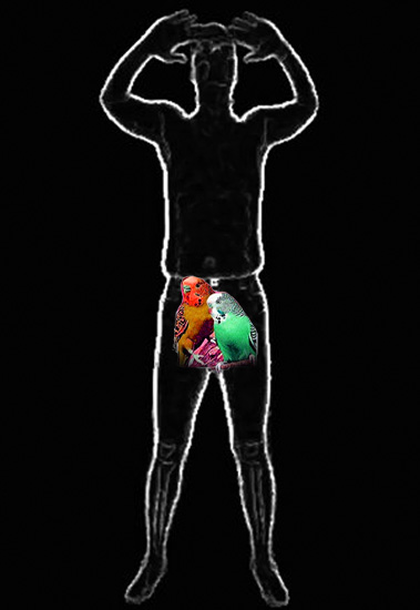 the death of the budgie smuggler .....